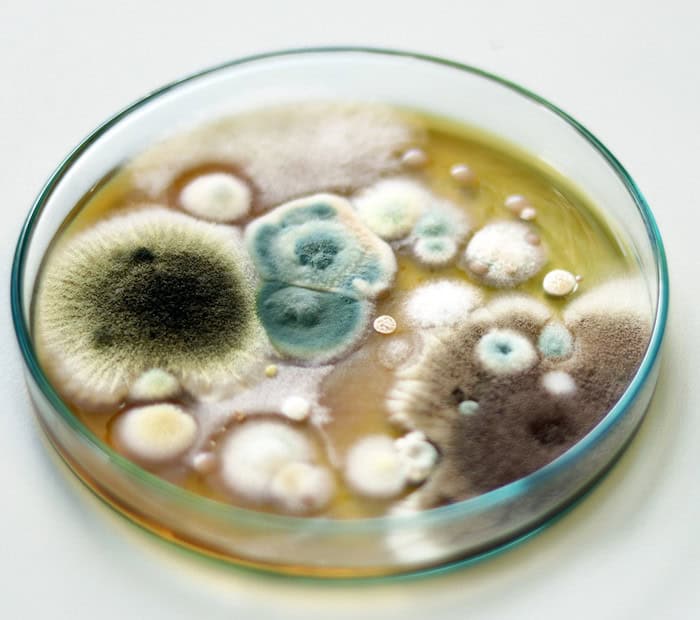 Skimmelsvamp test i petriskål